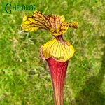 MK F55 Sarracenia Flava var. rubricorpora,very broad venation on inside of lid, Marston Exotics