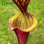 MK F55 Sarracenia Flava var. rubricorpora,very broad venation on inside of lid, Marston Exotics