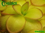 Tłustosz pinguicula ibarrae