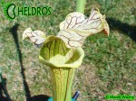 AS 16 Kapturnica Sarracenia x moorei Marston Clone A. Slack 1987, PJ-Plants 2004