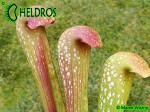 MK H65 Kapturnica Sarracenia x Judy MB 2003