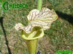 AS 16 Kapturnica Sarracenia x moorei Marston Clone A. Slack 1987, PJ-Plants 2004
