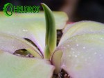 Tłustosz Pinguicula LAUTNER 92/52