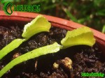 Dionaea Muscipula Muchołówka MARS