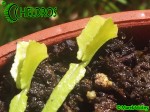 Dionaea Muscipula Muchołówka MARS