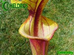 MK F19 Sarracenia Flava var. rubricorpora Red tube, Apalachicola National Forest, FLW,AH