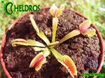 Dionaea Muscipula Muchołówka Umgekrempelt
