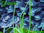Pinguicula Tłustosz Heterophylla La Cienega