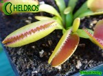 Dionaea Muscipula Muchołówka MICRODENT