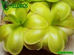 Tłustosz pinguicula ibarrae