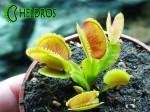 Dionaea Muscipula Muchołówka BRISTLE TOOTH