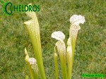 Sarracenia Leucophylla, Adrian Slack clone