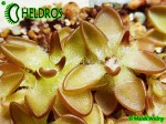 Tłustosz pinguicula Nivalis
