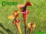 MK F198 Sarracenia Flava var. rubricorpora Heavily veined inner lid and deep coloured throat markings, Mike Brooks 2004