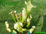 KAPTURNICA SARRACENIA x EVA