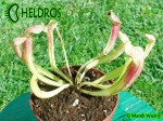 Kapturnica SARRACENIA x SMOORIE