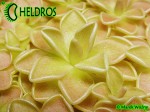Tłustosz pinguicula Ehlersiae Santa Gertrudis