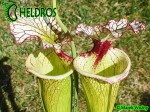 Sarracenia-Leah-Wilkerson-H112-Kapturnica-moorei