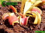 Dionaea Muscipula Muchołówka Umgekrempelt