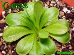 Pinguicula Tłustosz Moranensis Molango