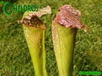 MK H66 Sarracenia x excellens. Stocky clone, plant was one of Adrian Slacks own crosses
