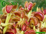 Dionaea Muscipula muchołówka DRACULA