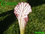 MK L7 Sarracenia Leucophylla Pubescent form,Perdido, AL.,WAH. Pitchers feel furry due microscopic hairs over the external surface.