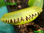 Dionaea Muscipula Muchołówka UK SAWTOOTH 1