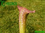 MK H66 Sarracenia x excellens. Stocky clone, plant was one of Adrian Slacks own crosses