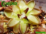 Tłustosz pinguicula Nivalis