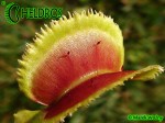 Muchołówka Dionaea Muscipula SUNRISE