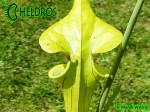 MK F35	Sarracenia Flava var. ornata,Gulf Coast. Heavy veins, Apalachicola National Forest, FL. W,AH An Alan Hindle plant acquired by MK in 1993.  Fine maroon veins and splash of maroon in throat. 