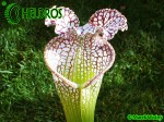 MK L65 Sarracenia Leucophylla Red  white, Marston Exotics. Large pitchers similar to the L19 clone.