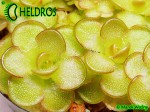 Tłustosz pinguicula reticulata Aramberri,  Nuevo Leon,  Mexico