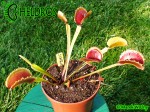 Muchołówka Dionaea Muscipula SUNRISE