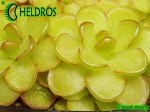 Tłustosz pinguicula reticulata Paul Debbert clone