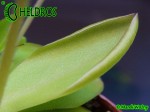 Pinguicula Rectifolia