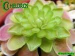 Tłustosz Pinguicula spec. El Mirador zimowa rozeta

