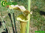 AS 16 Kapturnica Sarracenia x moorei Marston Clone A. Slack 1987, PJ-Plants 2004