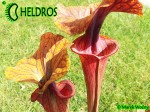 MK F198 Sarracenia Flava var. rubricorpora Heavily veined inner lid and deep coloured throat markings, Mike Brooks 2004