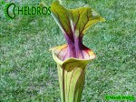 MK F88 Sarracenia Flava var. ornata, Solid red throat with diffused veins around neck, Apalachicola National Forest, FL W,PW