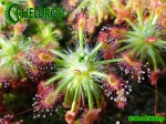 Drosera STELLIFLORA i formujące się gemmae / Drosera STELLIFLORA Gemmae