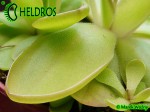 Pinguicula Rectifolia