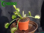 Dionaea Muscipula MUCHOŁÓWKA PURPLE GIANT