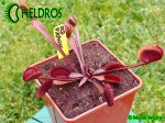 Dionaea Muscipula RED PIRANHA