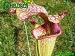 MK H9 Sarracenia x moorei  Sarracenia Nurseries large moorei