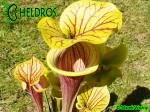 RvL-FL09 Kapturnica Sarracenia Flava var. ornata heavy veined PWilson F38