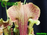 Kapturnica SARRACENIA x SMOORIE