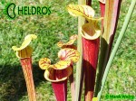 MK F25A Sarracenia Flava var. rubricorpora claret,MS