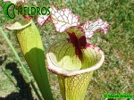 Sarracenia-Leah-Wilkerson-H112-Kapturnica-moorei